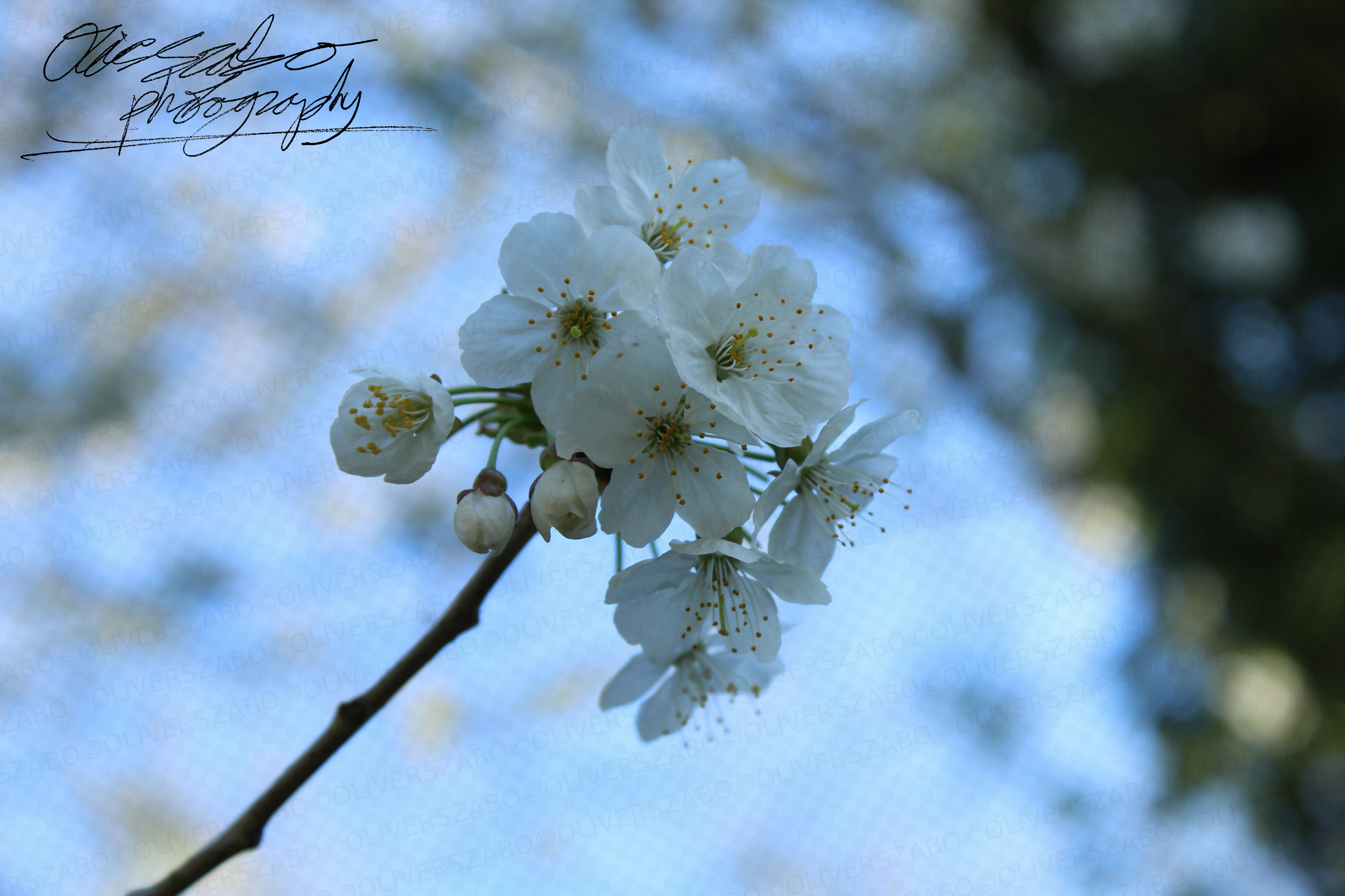 White Flowers And Sky